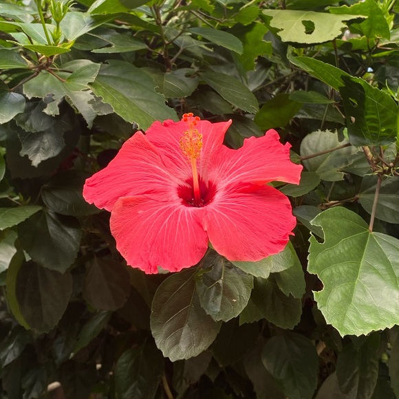 Meet your Posher, Elle - Picture 1 of 1